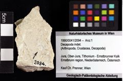 Foto (Objket + Etiketten) von Decapoda indet. 